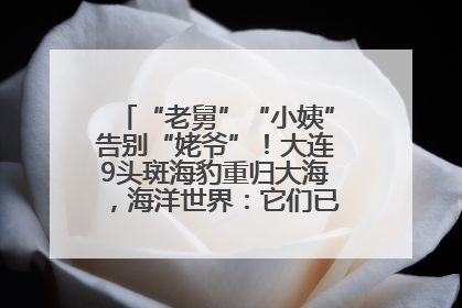 “老舅”“小姨”告别“姥爷”！大连9头斑海豹重归大海，海洋世界：它们已具备野外生存能力
