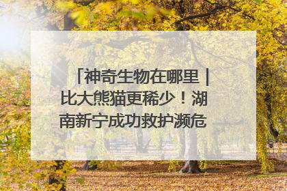 神奇生物在哪里｜比大熊猫更稀少！湖南新宁成功救护濒危鸟类海南鳽