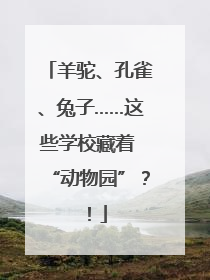 羊驼、孔雀、兔子……这些学校藏着 “动物园”？！