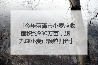 今年菏泽市小麦应收面积约930万亩，超九成小麦已颗粒归仓