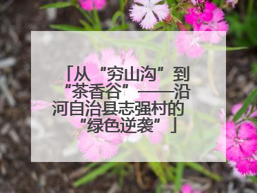 从“穷山沟”到“茶香谷”——沿河自治县志强村的“绿色逆袭”