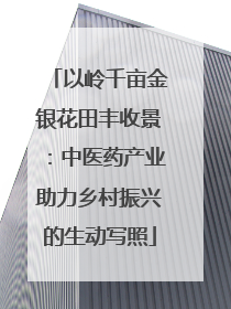 以岭千亩金银花田丰收景：中医药产业助力乡村振兴的生动写照