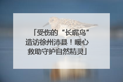 受伤的“长嘴鸟”造访徐州沛县！暖心救助守护自然精灵