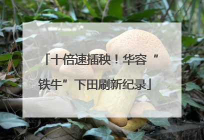 十倍速插秧！华容“铁牛”下田刷新纪录