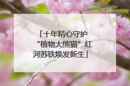 十年精心守护 “植物大熊猫”红河苏铁焕发新生