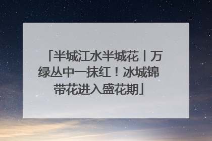 半城江水半城花丨万绿丛中一抹红！冰城锦带花进入盛花期