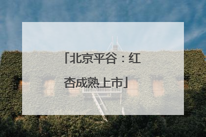 北京平谷：红杏成熟上市
