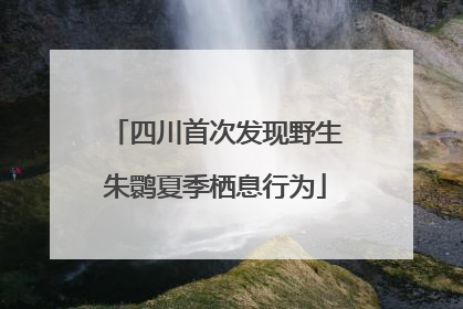 四川首次发现野生朱鹮夏季栖息行为
