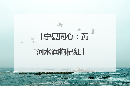 宁夏同心：黄河水润枸杞红