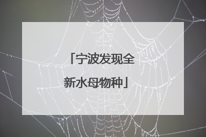 宁波发现全新水母物种