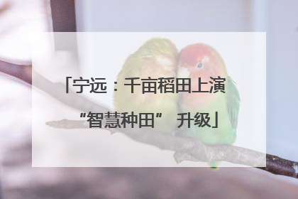 宁远：千亩稻田上演 “智慧种田” 升级