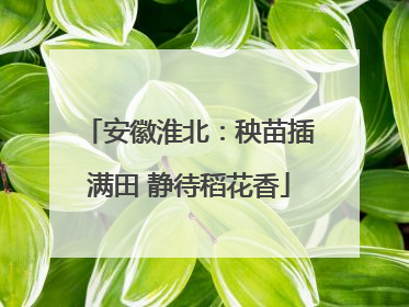 安徽淮北：秧苗插满田 静待稻花香