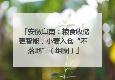 安徽阜南：粮食收储更智能，小麦入仓“不落地”（组图）