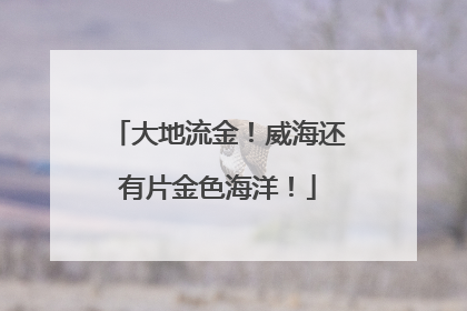 大地流金！威海还有片金色海洋！