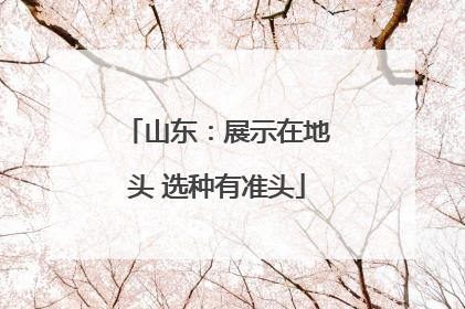 山东：展示在地头 选种有准头