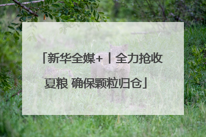 新华全媒+丨全力抢收夏粮 确保颗粒归仓