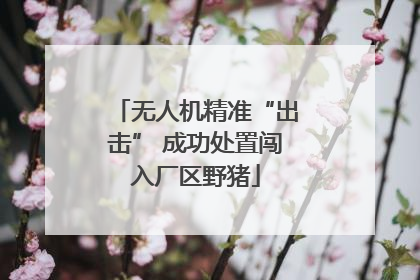 无人机精准“出击” 成功处置闯入厂区野猪