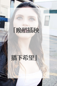 晚稻插秧 播下希望