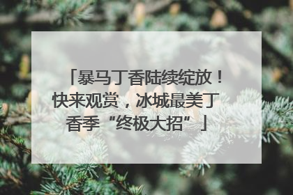 暴马丁香陆续绽放！快来观赏，冰城最美丁香季“终极大招”