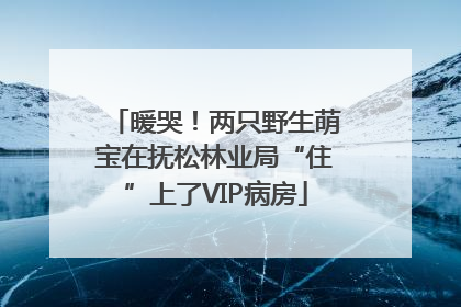 暖哭！两只野生萌宝在抚松林业局“住”上了VIP病房