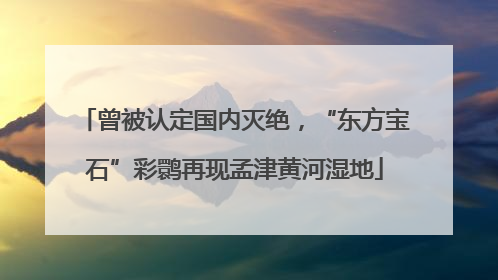 曾被认定国内灭绝，“东方宝石”彩鹮再现孟津黄河湿地