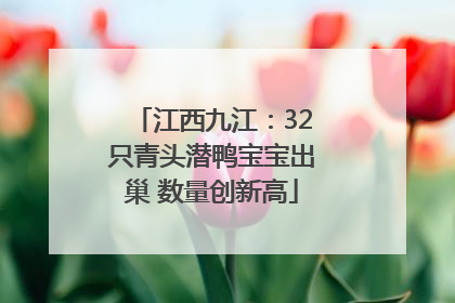 江西九江：32只青头潜鸭宝宝出巢 数量创新高