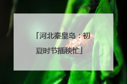 河北秦皇岛：初夏时节插秧忙