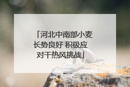 河北中南部小麦长势良好 积极应对干热风挑战