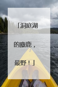 洞庭湖的麋鹿，最野！
