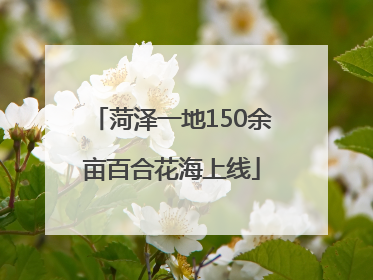 菏泽一地150余亩百合花海上线