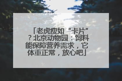 老虎瘦如“卡片”？北京动物园：饲料能保障营养需求，它体重正常，放心吧