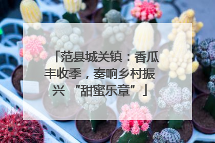 范县城关镇：香瓜丰收季，奏响乡村振兴 “甜蜜乐章”