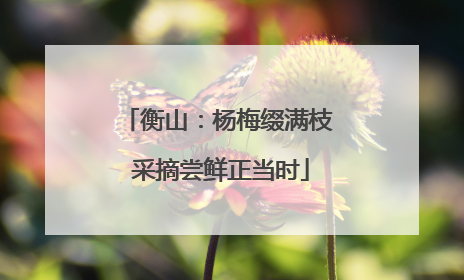 衡山：杨梅缀满枝 采摘尝鲜正当时