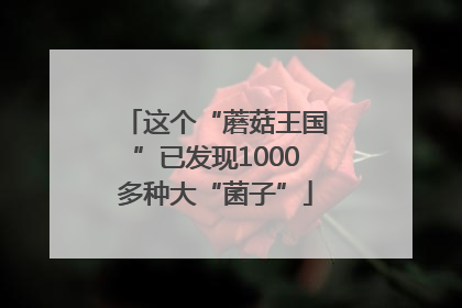 这个“蘑菇王国”已发现1000多种大“菌子”