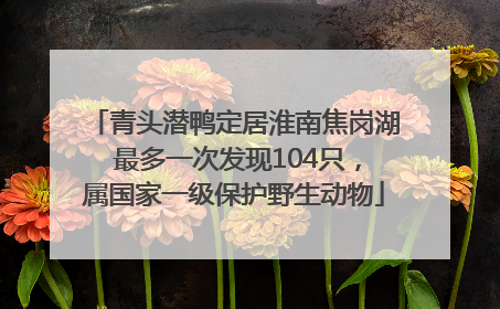 青头潜鸭定居淮南焦岗湖 最多一次发现104只，属国家一级保护野生动物