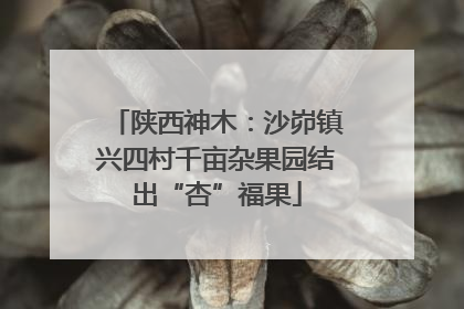 陕西神木：沙峁镇兴四村千亩杂果园结出“杏”福果