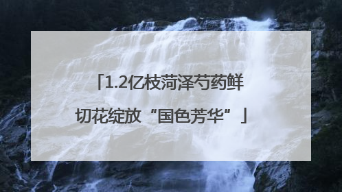 1.2亿枝菏泽芍药鲜切花绽放“国色芳华”